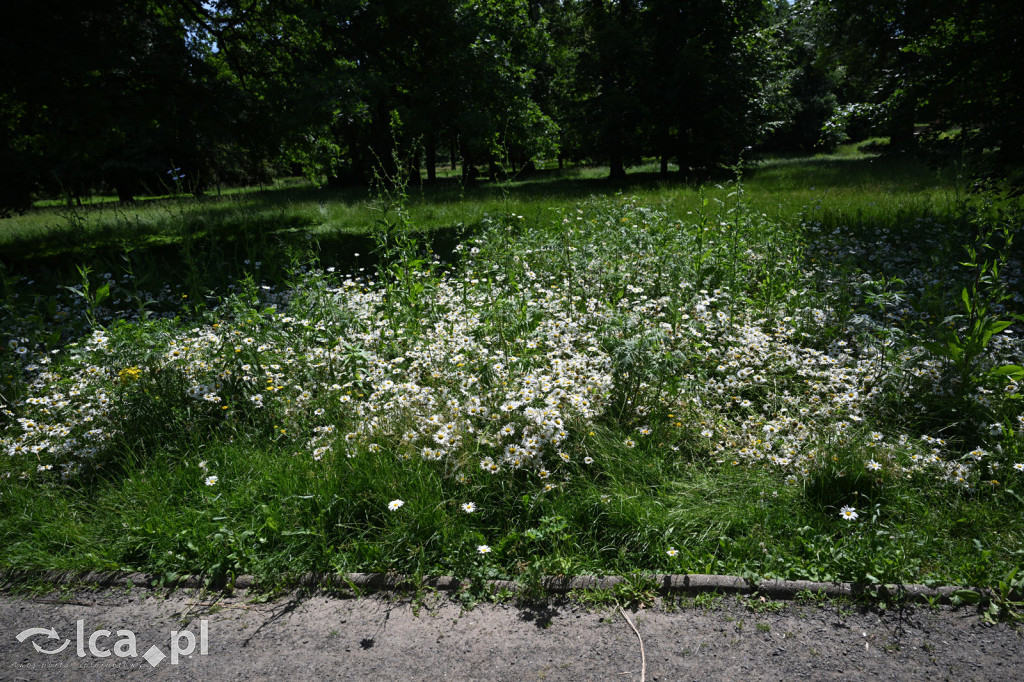 Park Miejski powitał lato