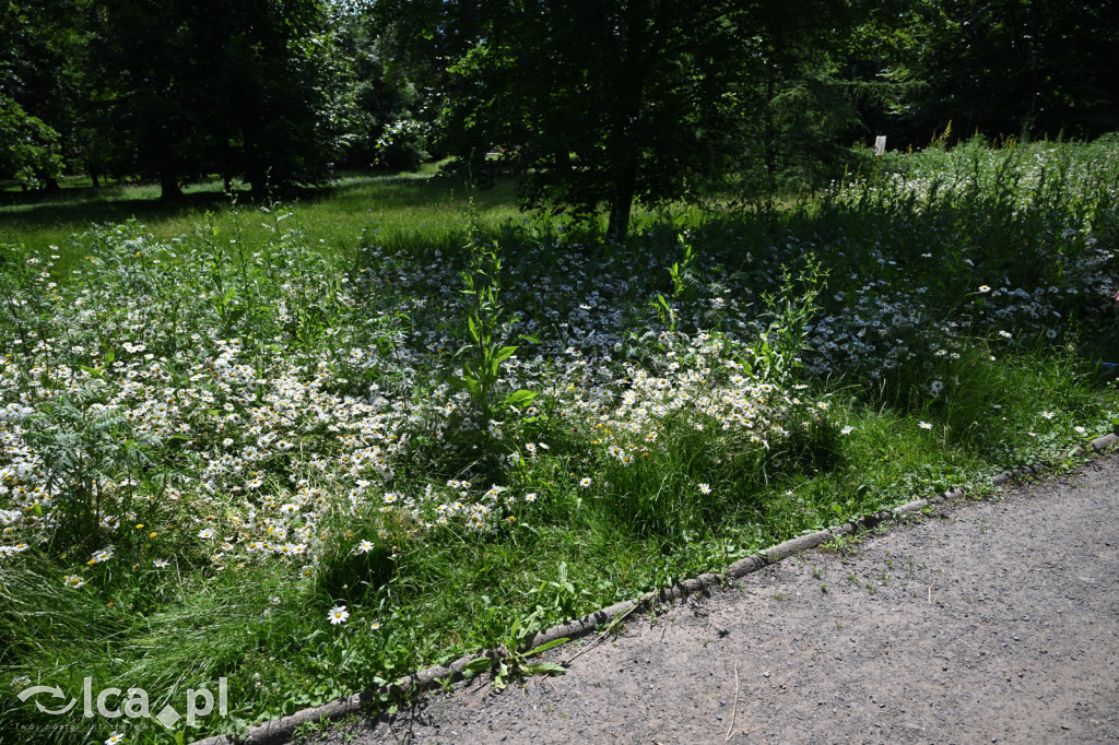 Park Miejski powitał lato