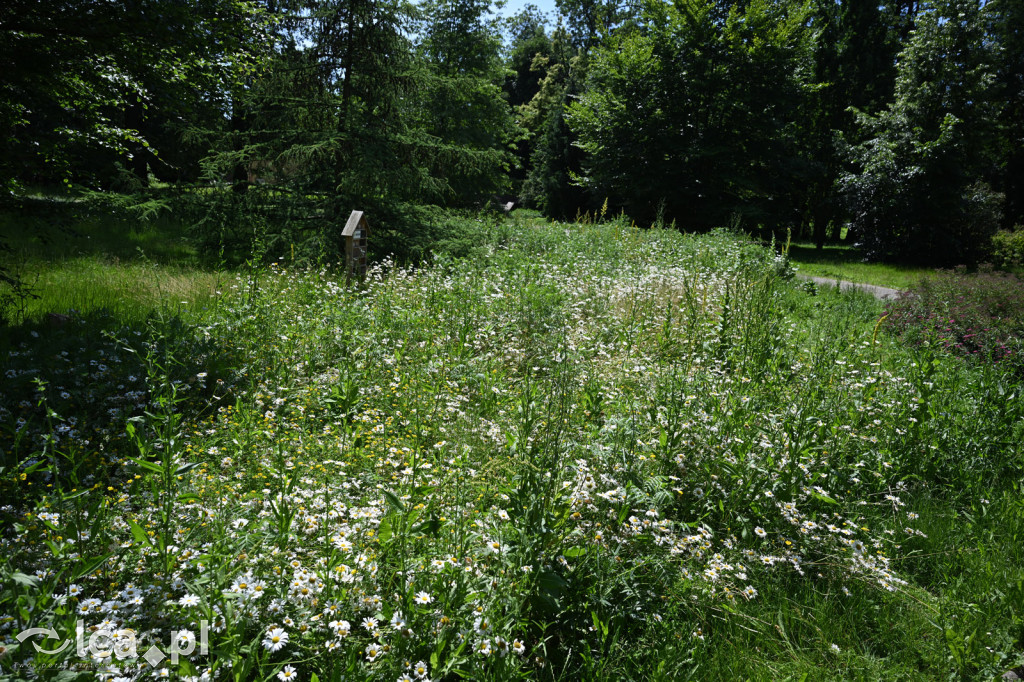 Park Miejski powitał lato