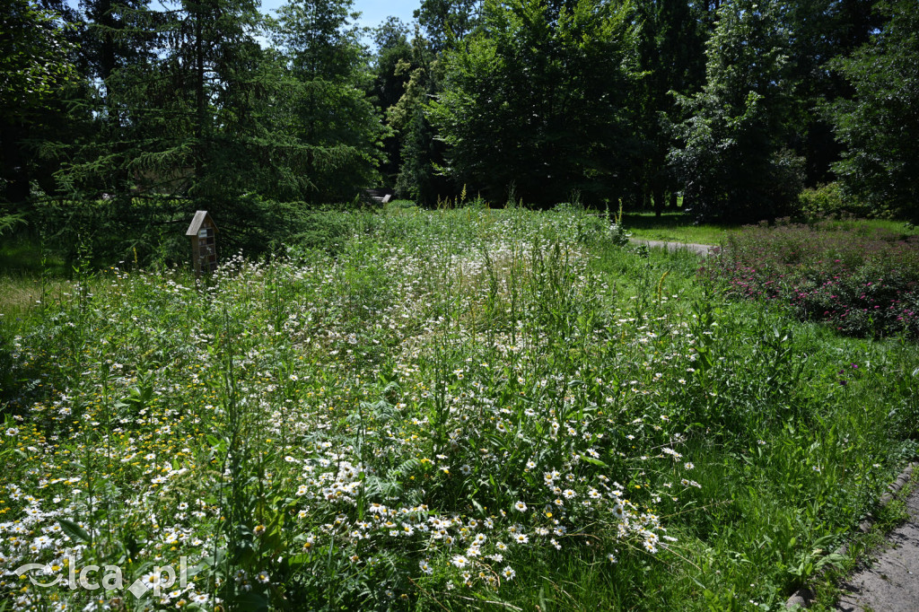 Park Miejski powitał lato
