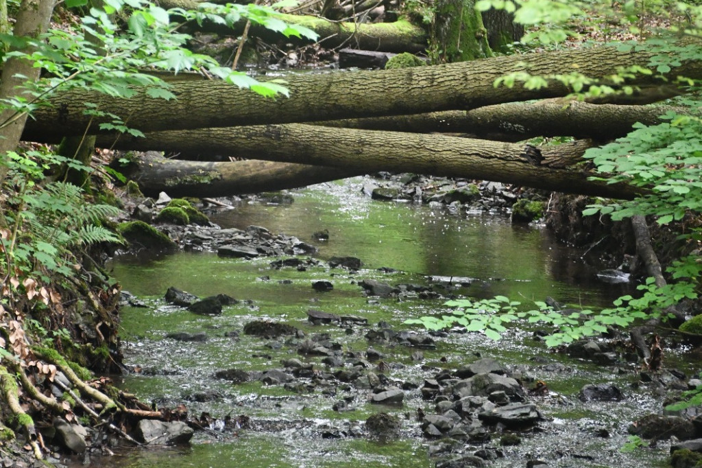  Parku Krajobrazowego Chełmy - Wąwóz Myśliborski