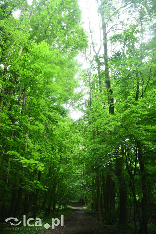  Parku Krajobrazowego Chełmy - Wąwóz Myśliborski