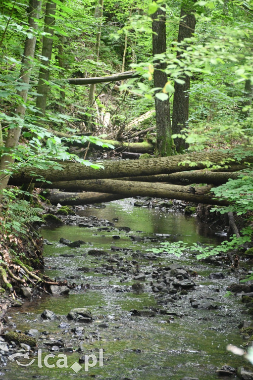  Parku Krajobrazowego Chełmy - Wąwóz Myśliborski