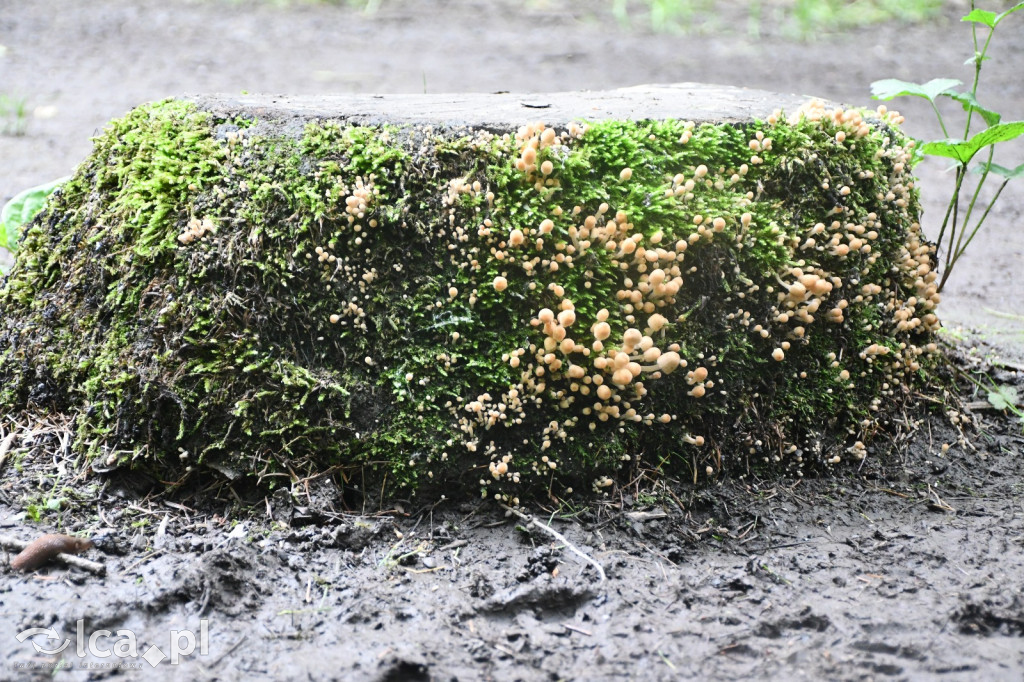  Parku Krajobrazowego Chełmy - Wąwóz Myśliborski