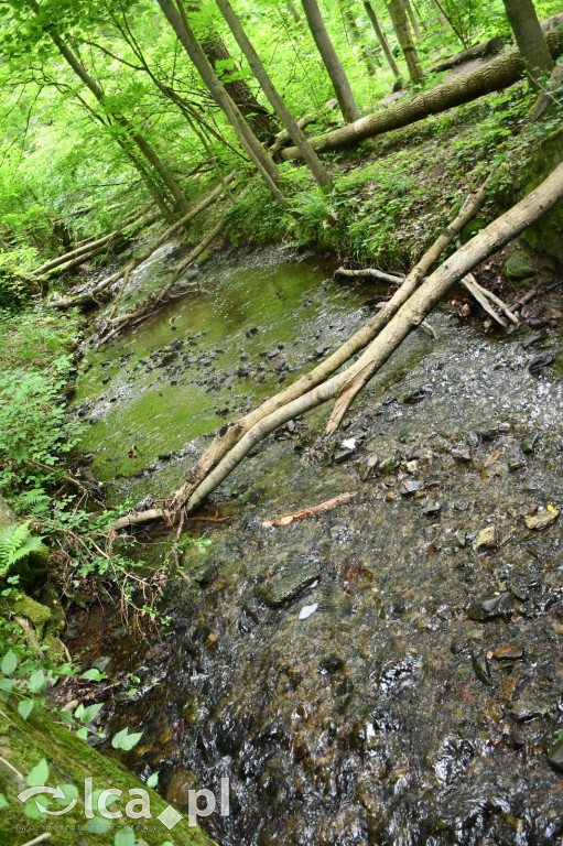  Parku Krajobrazowego Chełmy - Wąwóz Myśliborski