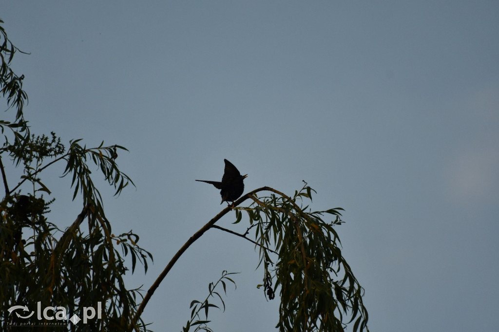  Parku Krajobrazowego Chełmy - Wąwóz Myśliborski