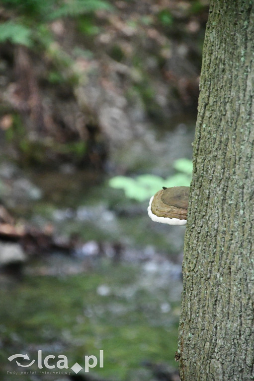  Parku Krajobrazowego Chełmy - Wąwóz Myśliborski