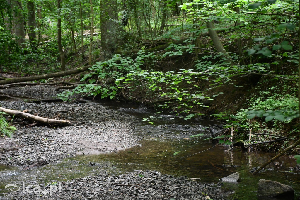  Parku Krajobrazowego Chełmy - Wąwóz Myśliborski