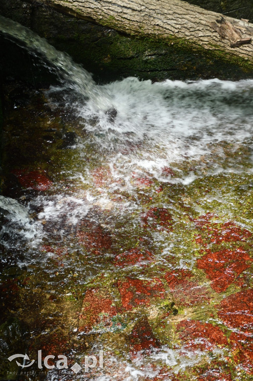  Parku Krajobrazowego Chełmy - Wąwóz Myśliborski