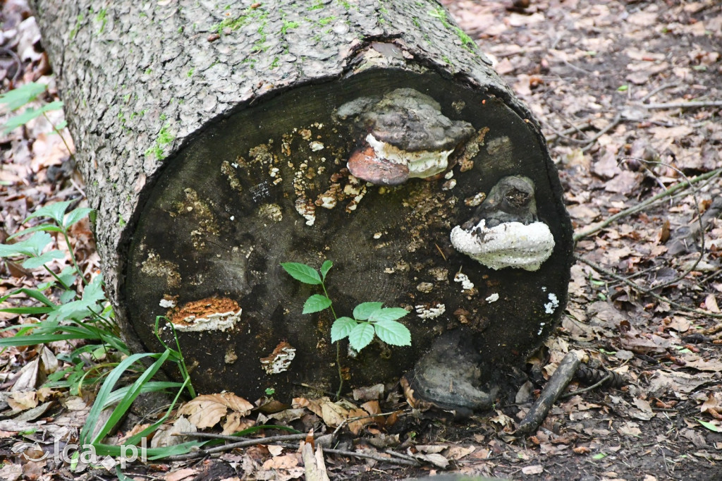  Parku Krajobrazowego Chełmy - Wąwóz Myśliborski