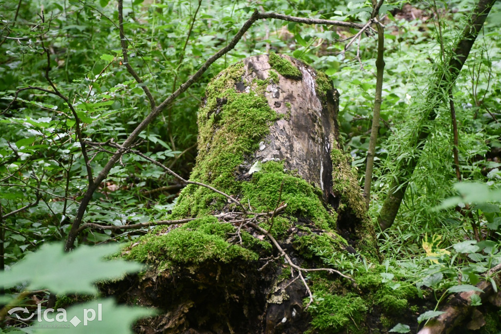  Parku Krajobrazowego Chełmy - Wąwóz Myśliborski