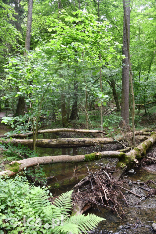  Parku Krajobrazowego Chełmy - Wąwóz Myśliborski
