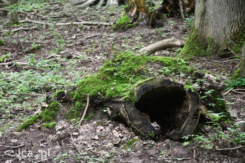  Parku Krajobrazowego Chełmy - Wąwóz Myśliborski