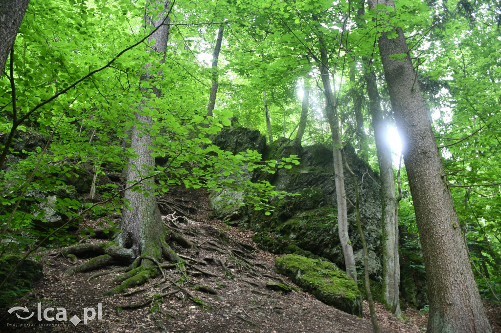  Parku Krajobrazowego Chełmy - Wąwóz Myśliborski