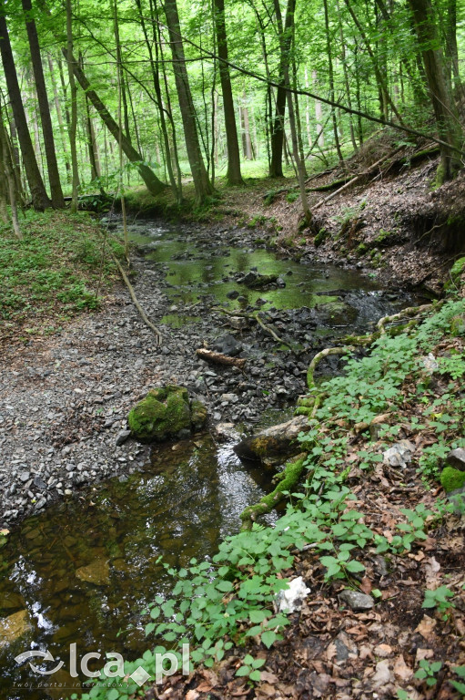  Parku Krajobrazowego Chełmy - Wąwóz Myśliborski