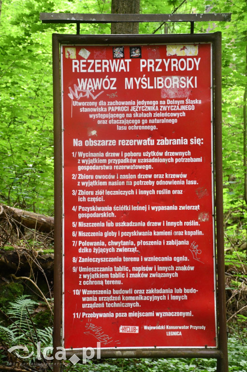  Parku Krajobrazowego Chełmy - Wąwóz Myśliborski