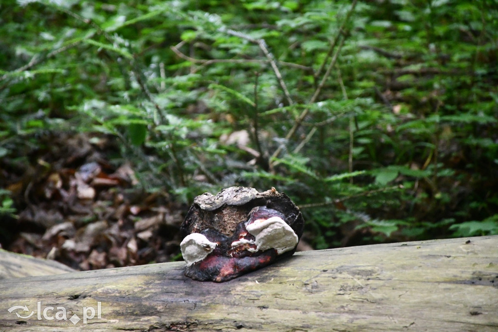  Parku Krajobrazowego Chełmy - Wąwóz Myśliborski