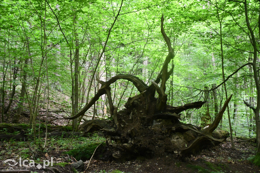  Parku Krajobrazowego Chełmy - Wąwóz Myśliborski