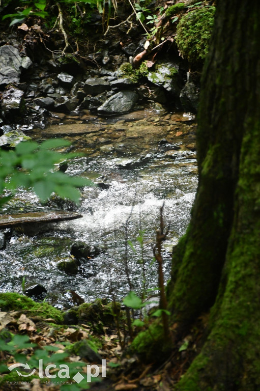  Parku Krajobrazowego Chełmy - Wąwóz Myśliborski
