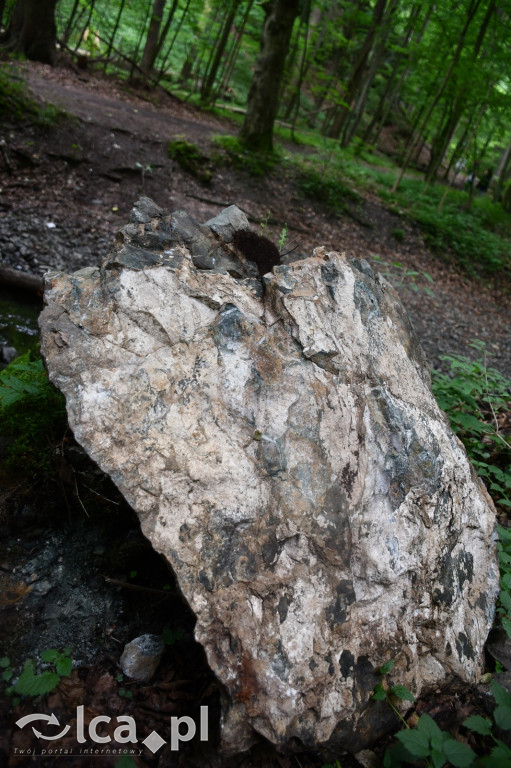  Parku Krajobrazowego Chełmy - Wąwóz Myśliborski