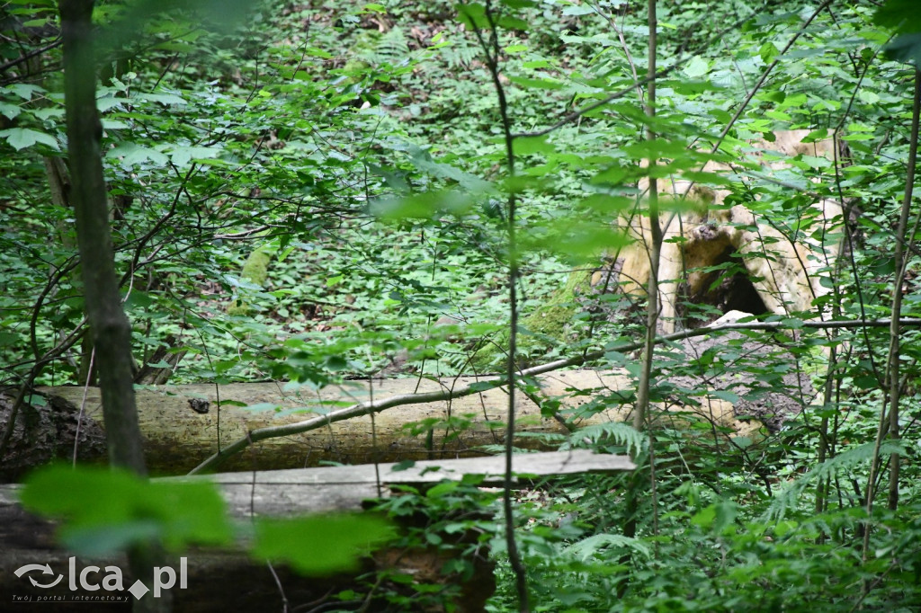  Parku Krajobrazowego Chełmy - Wąwóz Myśliborski