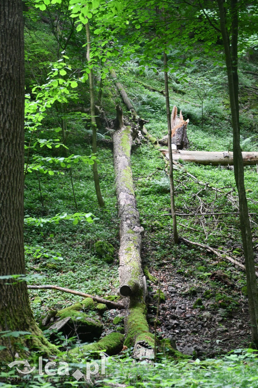  Parku Krajobrazowego Chełmy - Wąwóz Myśliborski