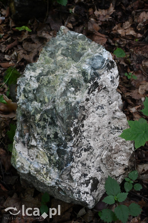  Parku Krajobrazowego Chełmy - Wąwóz Myśliborski