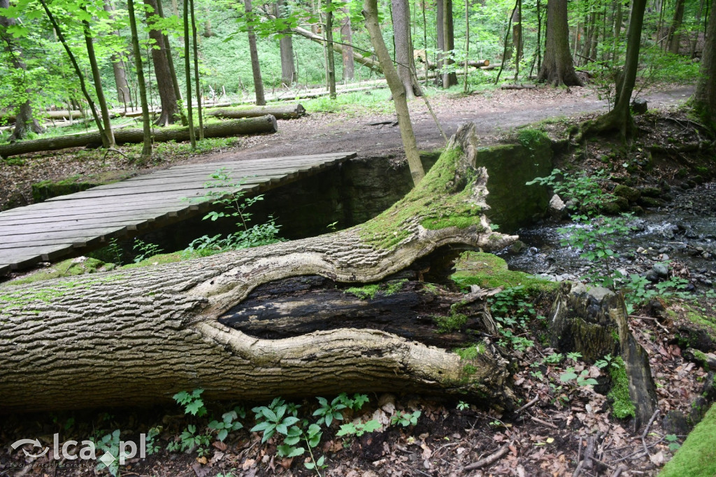  Parku Krajobrazowego Chełmy - Wąwóz Myśliborski