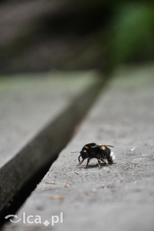  Parku Krajobrazowego Chełmy - Wąwóz Myśliborski