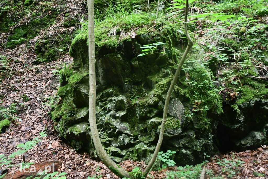  Parku Krajobrazowego Chełmy - Wąwóz Myśliborski