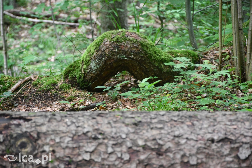  Parku Krajobrazowego Chełmy - Wąwóz Myśliborski