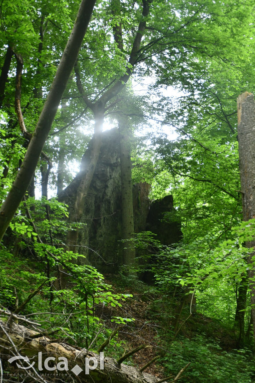  Parku Krajobrazowego Chełmy - Wąwóz Myśliborski