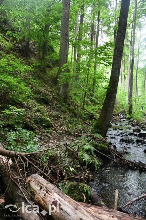  Parku Krajobrazowego Chełmy - Wąwóz Myśliborski