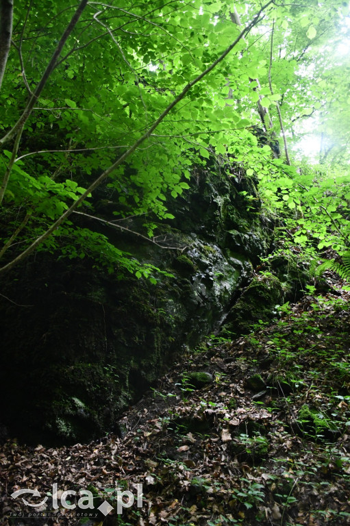  Parku Krajobrazowego Chełmy - Wąwóz Myśliborski