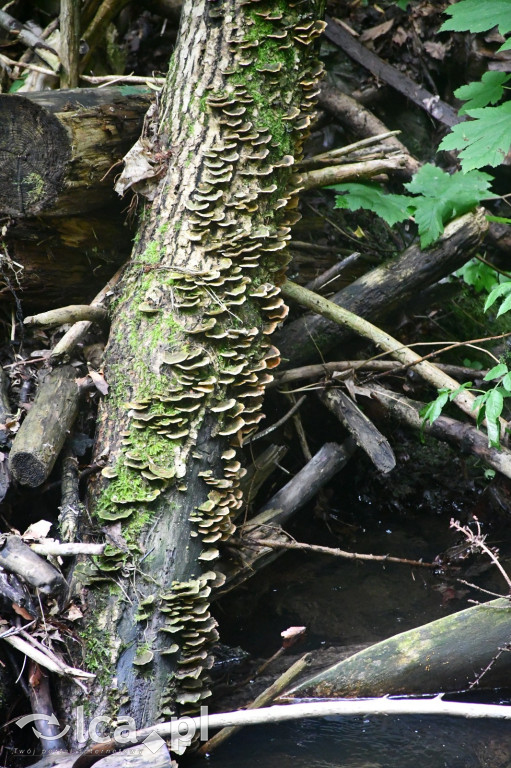  Parku Krajobrazowego Chełmy - Wąwóz Myśliborski