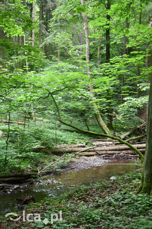  Parku Krajobrazowego Chełmy - Wąwóz Myśliborski