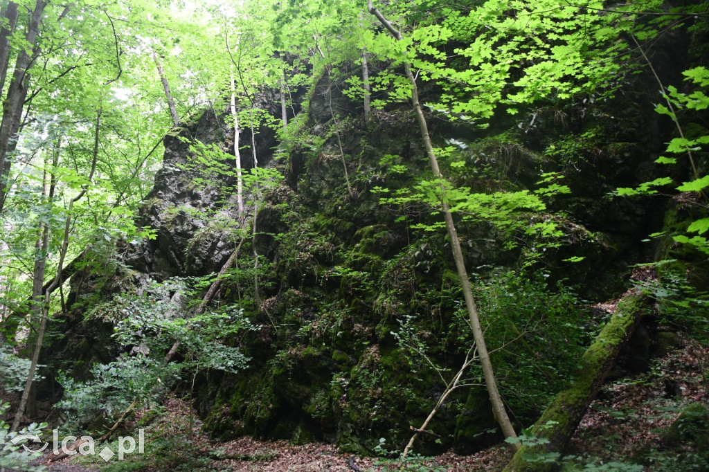  Parku Krajobrazowego Chełmy - Wąwóz Myśliborski