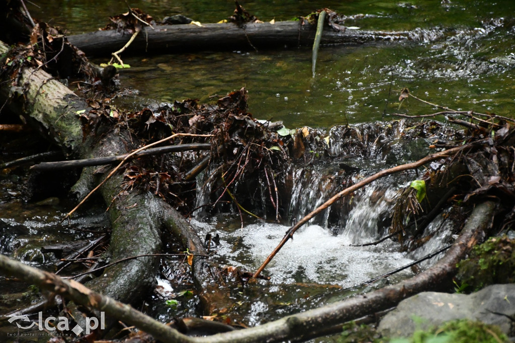  Parku Krajobrazowego Chełmy - Wąwóz Myśliborski