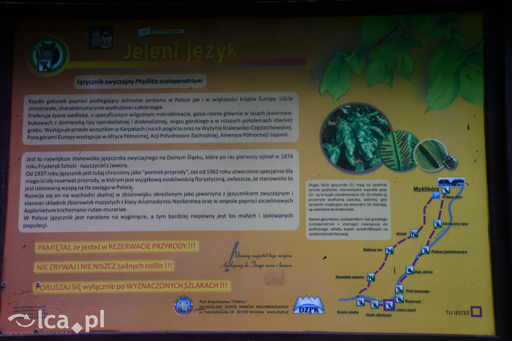  Parku Krajobrazowego Chełmy - Wąwóz Myśliborski