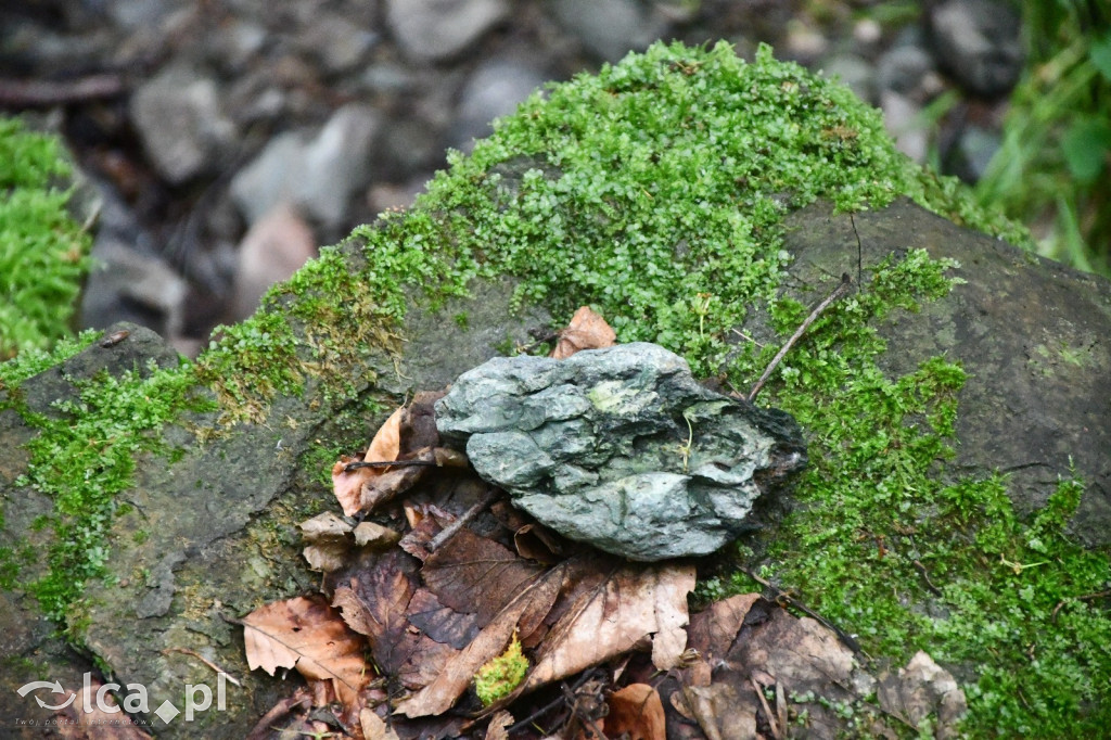  Parku Krajobrazowego Chełmy - Wąwóz Myśliborski