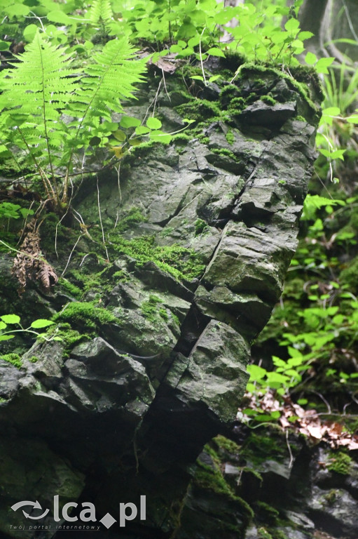  Parku Krajobrazowego Chełmy - Wąwóz Myśliborski