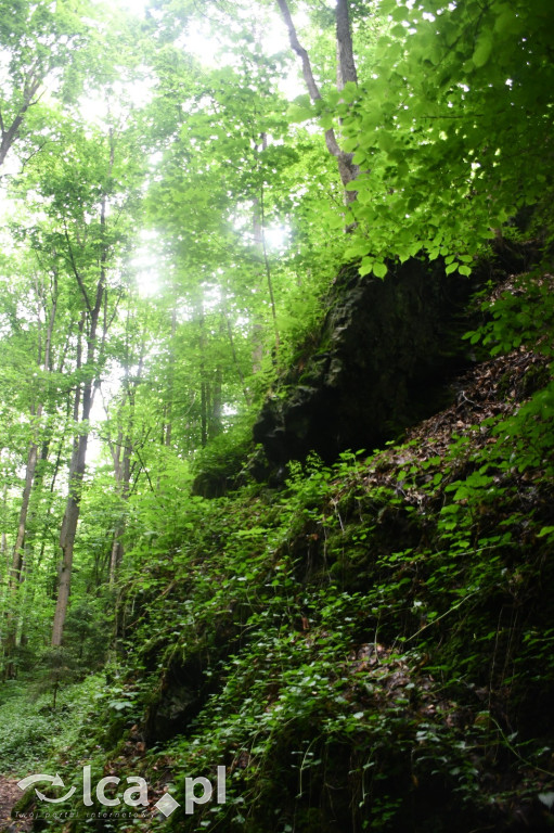  Parku Krajobrazowego Chełmy - Wąwóz Myśliborski