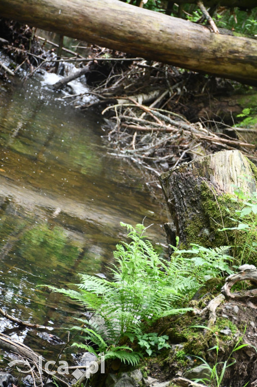  Parku Krajobrazowego Chełmy - Wąwóz Myśliborski