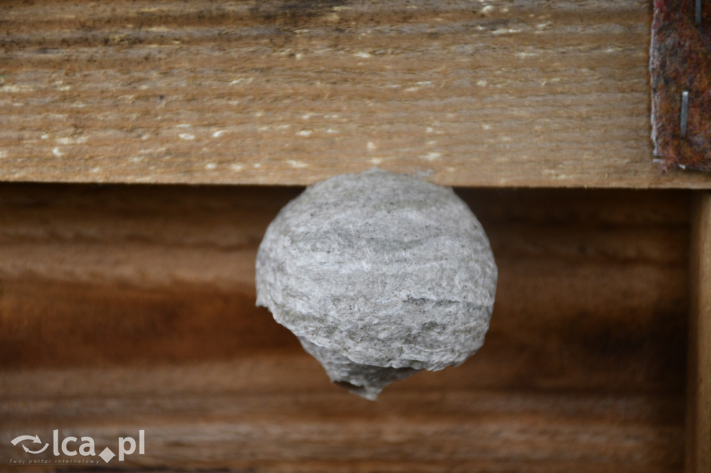  Parku Krajobrazowego Chełmy - Wąwóz Myśliborski