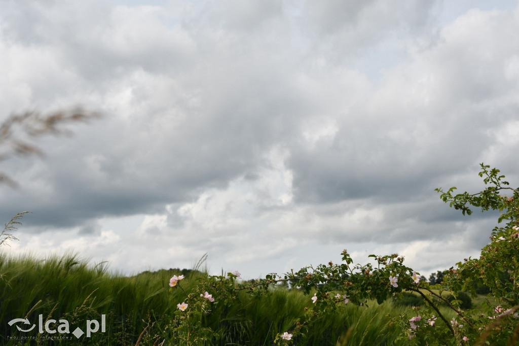  Parku Krajobrazowego Chełmy - Wąwóz Myśliborski