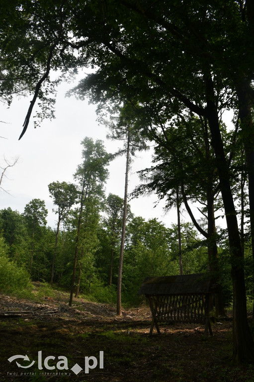  Parku Krajobrazowego Chełmy - Wąwóz Myśliborski