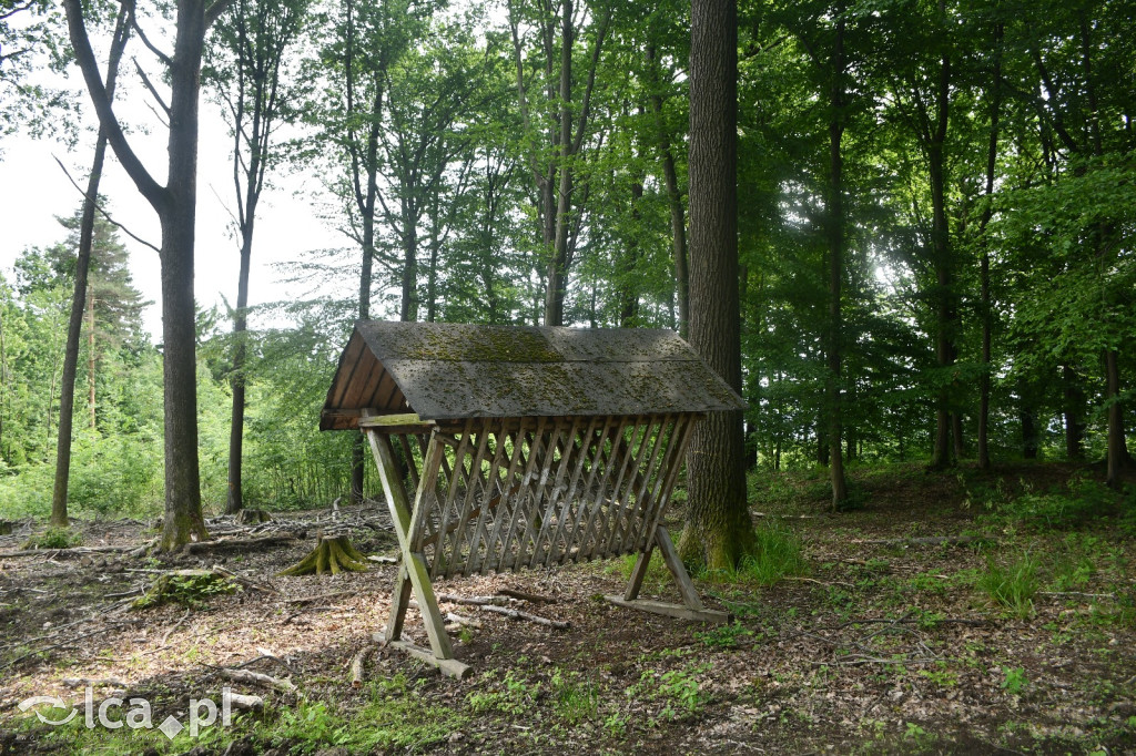  Parku Krajobrazowego Chełmy - Wąwóz Myśliborski