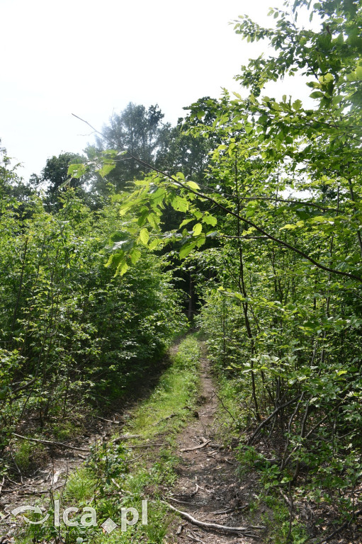  Parku Krajobrazowego Chełmy - Wąwóz Myśliborski
