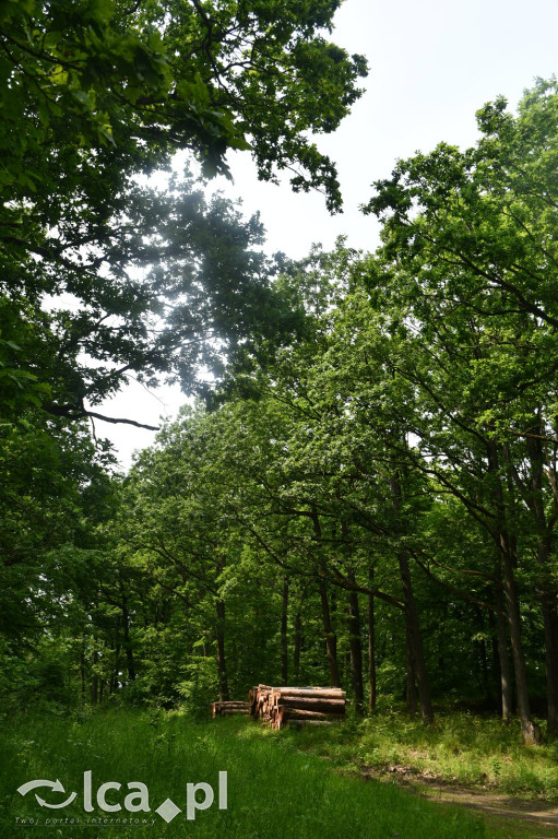  Parku Krajobrazowego Chełmy - Wąwóz Myśliborski