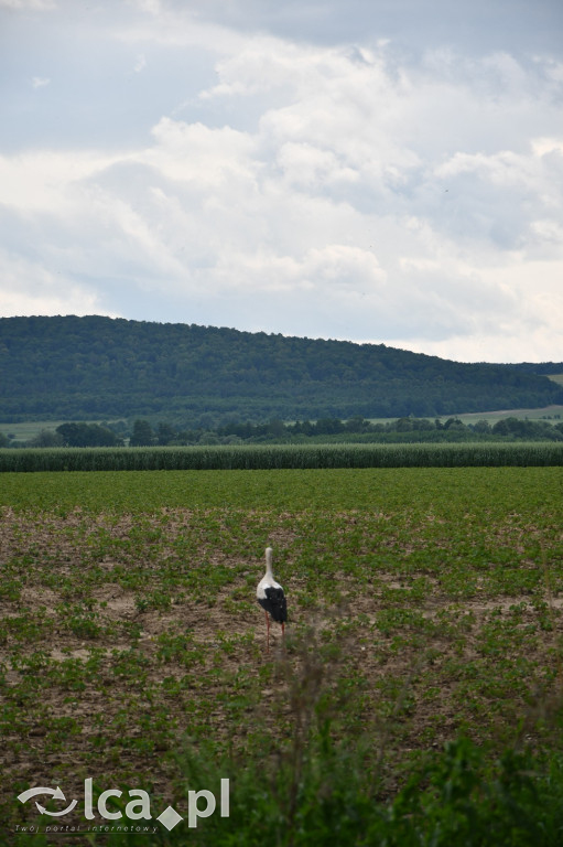  Parku Krajobrazowego Chełmy - Wąwóz Myśliborski